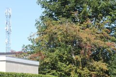IMG_7370-scaled